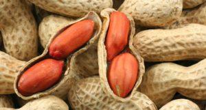 Descrizione delle varietà e dei tipi di arachidi, proprietà utili e nocive, semina e cura