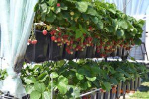 Regole per piantare e coltivare fragole in vaso, varietà adatte