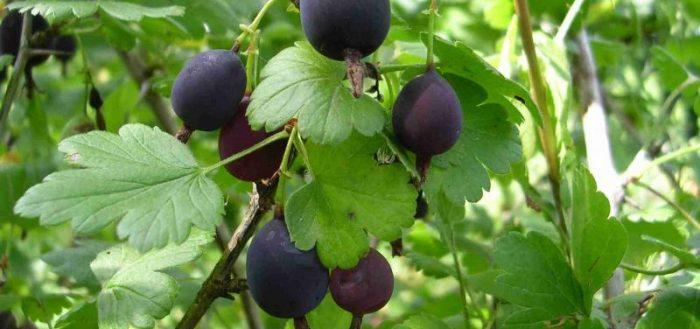 Grape gooseberry