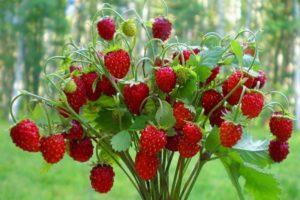 Descripción de la variedad de fresas Baron Solemacher, que crece a partir de semillas, plantación y cuidado.