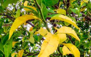 Redenen waarom pruimenbladeren geel worden en eraf vallen en wat te doen