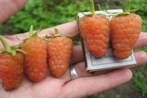 Description of varieties of yellow raspberries, cultivation, care and methods of reproduction