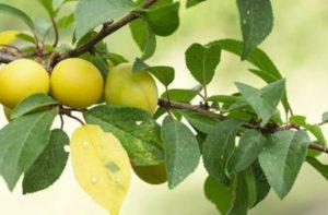 Descrizione e caratteristiche della varietà Cherry Plum Zlato Sciti, impollinatori e coltivazione