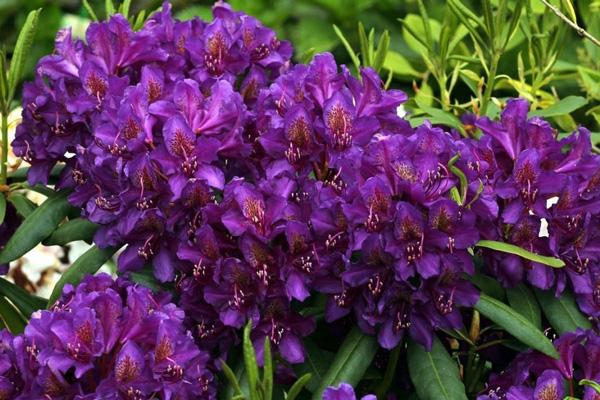 rododendro viola