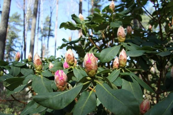 rododendronimori