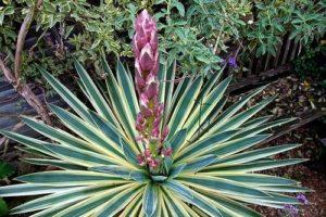 Druhy a odrody záhradnej yucca, výsadba a starostlivosť o otvorené pole, ako pokryť zimu