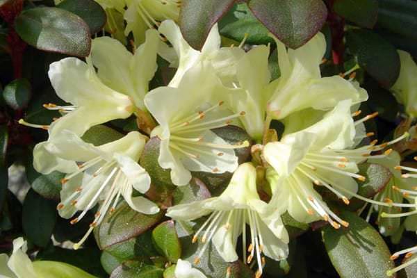 цветови рододендрона