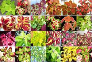 Description and characteristics of the species and varieties of coleus, which one is better to choose