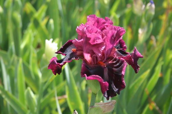 fiori di iris