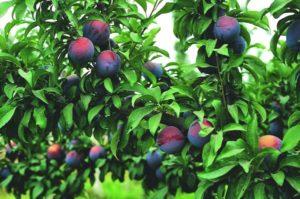 Descripció de la varietat de pruna Bellesa manxuriana, varietats pol·linitzadores i cultiu