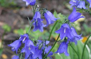 100 types and varieties of garden bells with a description, planting and care