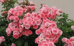 Popis odrůd floribunda růží, výsadby a péče v otevřeném poli pro začátečníky