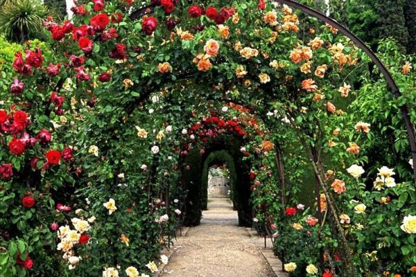 jardí de roses