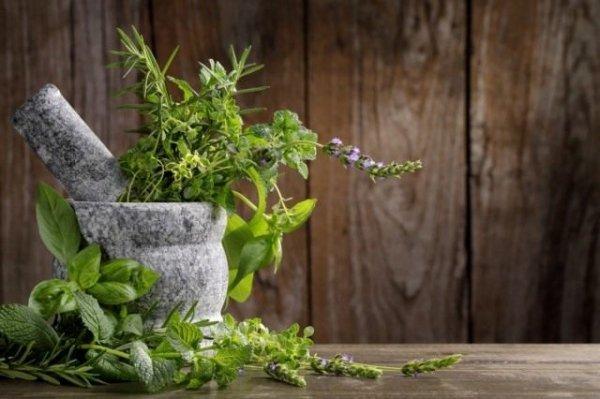 plantes medicinals