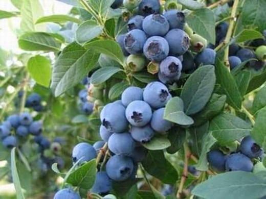 hinog na blueberry