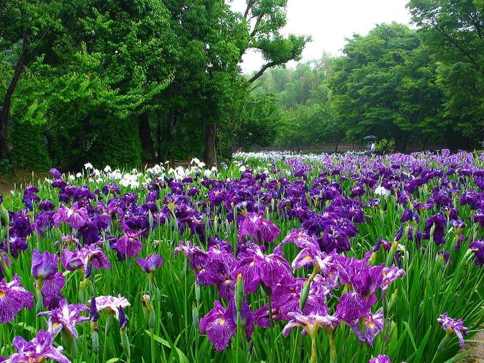 campo de iris