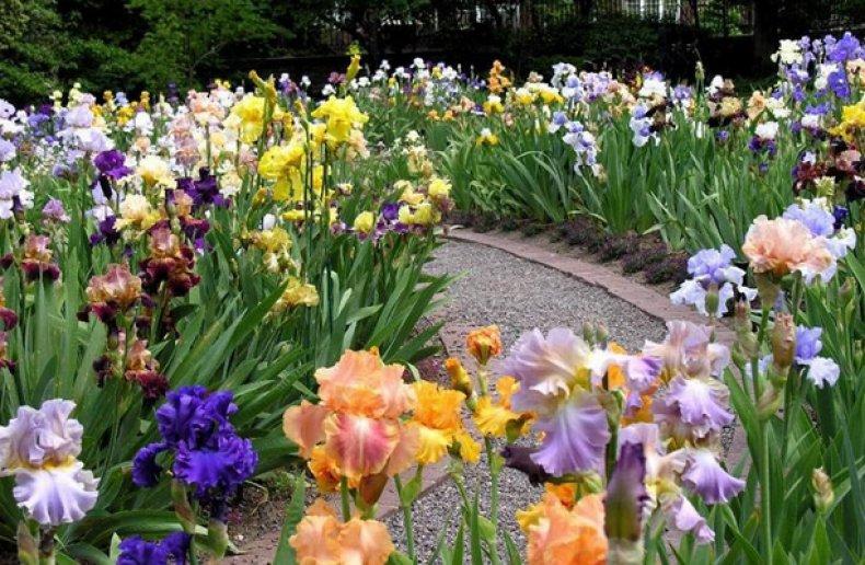 irises bloom