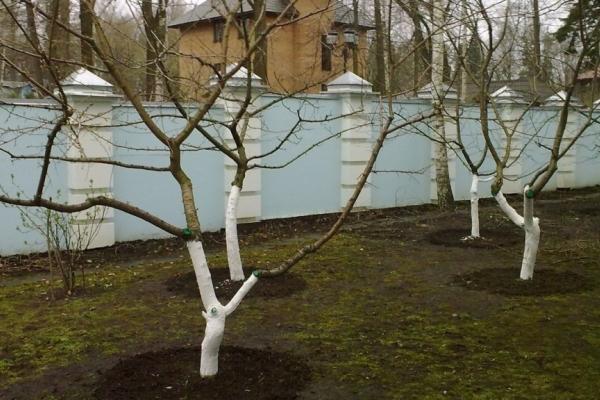 ağaçların beyazlatılması