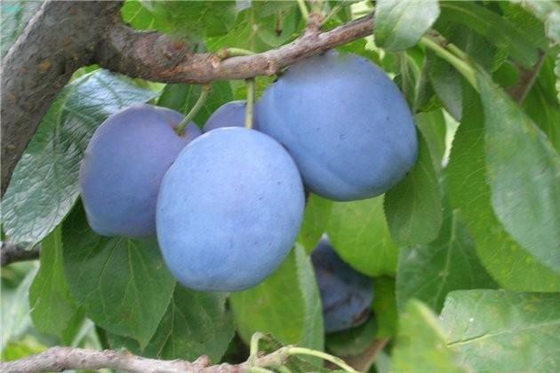 ripe plum