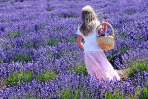 Wie man zu Hause Lavendel pflanzt, wächst und pflegt