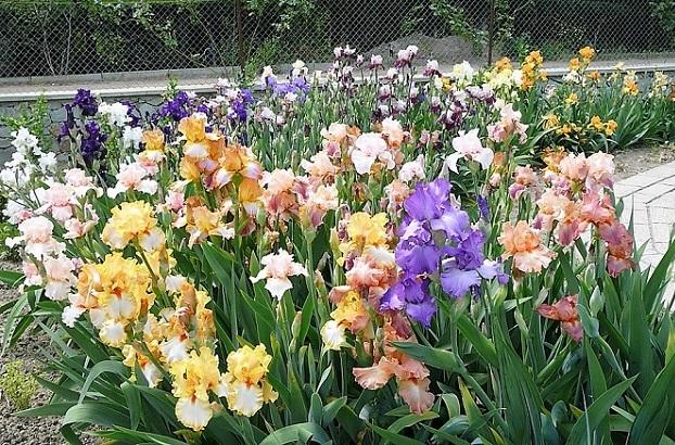 iris fleurissent