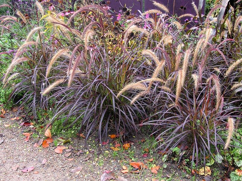 pennisetum al jardí