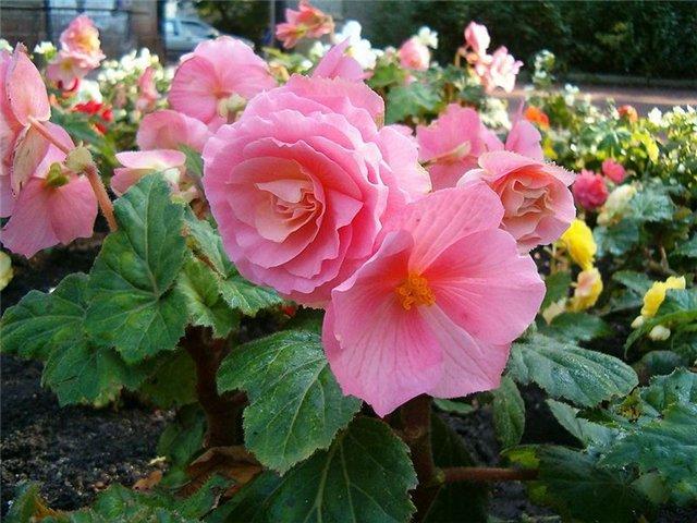 blooming begonia in a flower bed