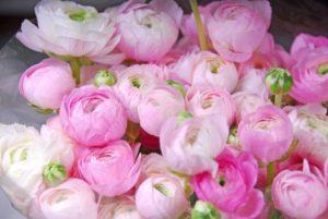 How and when is it better to transplant peonies to another place in the summer cottage