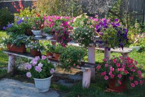10 varietà di petunia opera con descrizione e caratteristiche, piantagione e cura