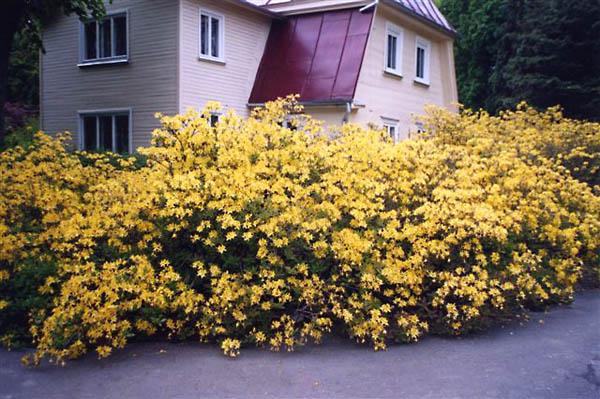 żółty rododendron