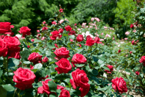Beschreibung der Polyanthus-Rosensorten, Pflege und Anbau aus Samen und Stecklingen