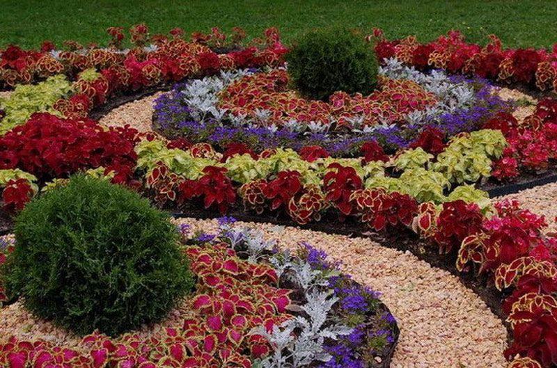 koleus flower bed