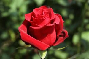 Descripció i característiques de les roses, plantació i cura de Pierre de Ronsard