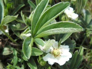 Rules for the use of white cinquefoil, useful properties and contraindications