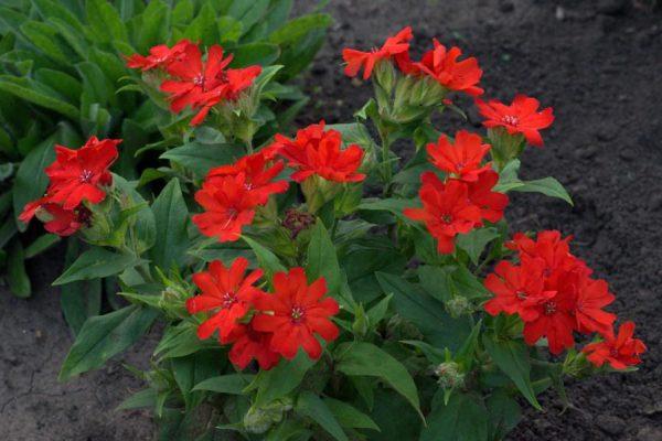 rote Lychnis