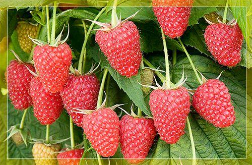 The best varieties of raspberries for growing in the Moscow region, planting agricultural technology and care