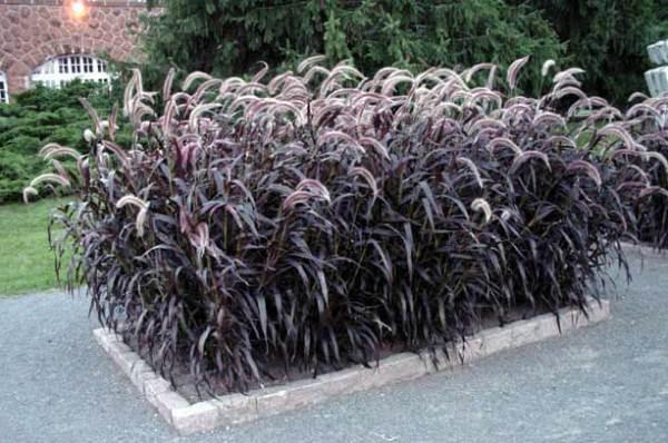 pennisetum in a flowerbed