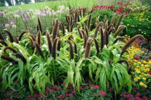 Descrierea plantei pennisetum (pinnate) foxtail, plantarea și îngrijirea acesteia