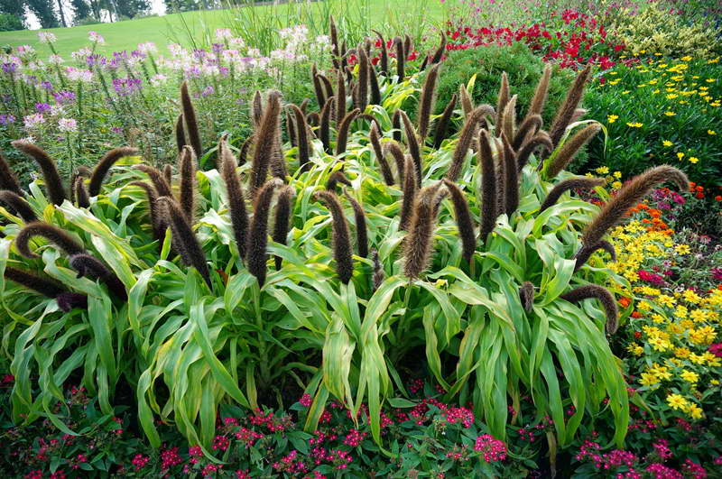 pennisetum in giardino