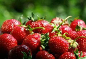 Rules for growing and caring for strawberries using Dutch technology