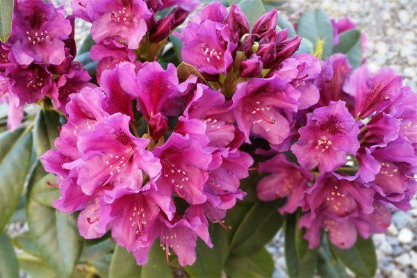 fialový rododendron