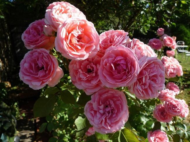 floribunda rožė