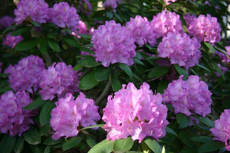 Rhododendron Busch