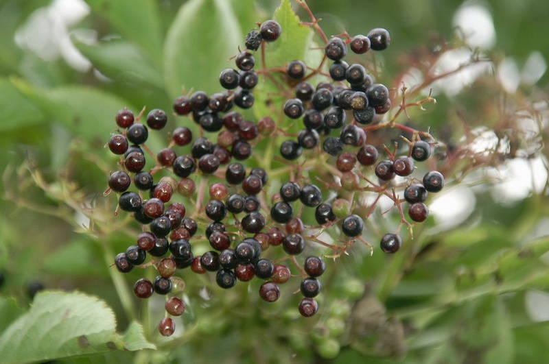 elderberry gren svart