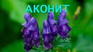 Liečivé vlastnosti a kontraindikácie byliny Aconite, ako správne zbierať a uchovávať
