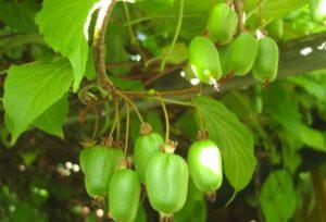 Growing and caring for actinidia in Siberia, a description of the best varieties of kiwi