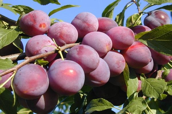 vyšnių slyvų keliautojas