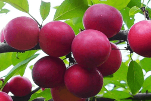 Paglalarawan ng iba't-ibang cherry plum Traveler, pollinator, planting at pangangalaga