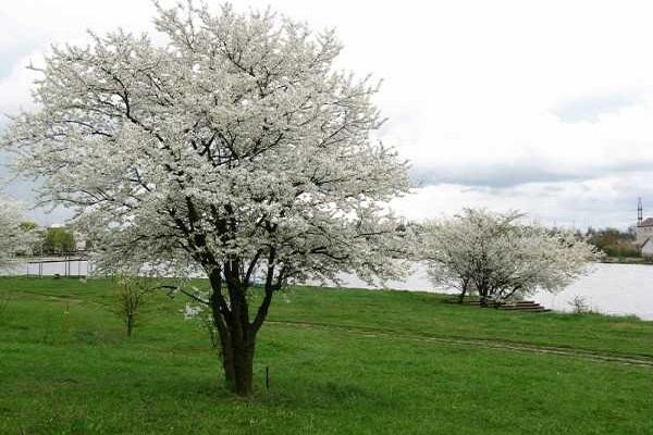 Kuvaus kirsikka-luumulajikkeesta Traveller, pölyttäjät, istutus ja hoito