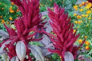 35 types and varieties of amaranth with a description, planting and care in the open field